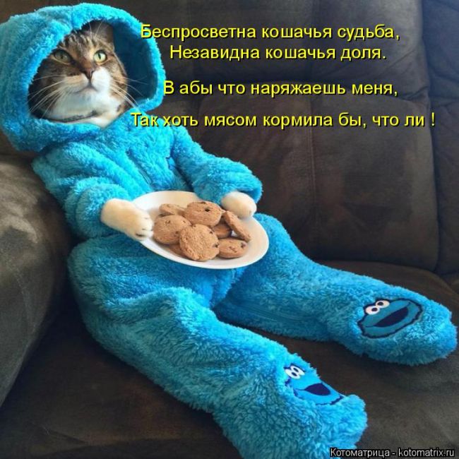 Лучшие котоматрицы недели