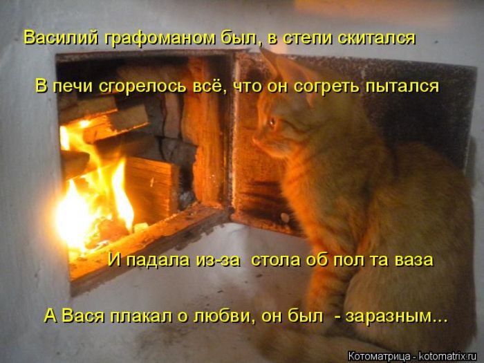 Лучшие котоматрицы недели