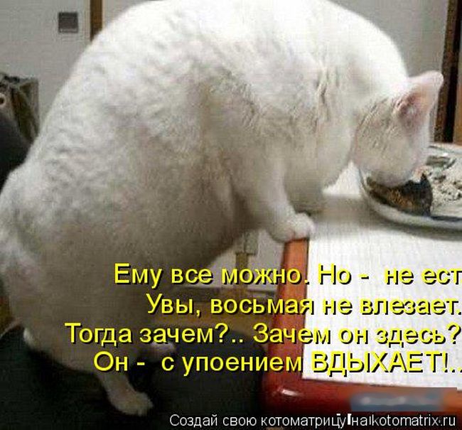 Лучшие котоматрицы недели