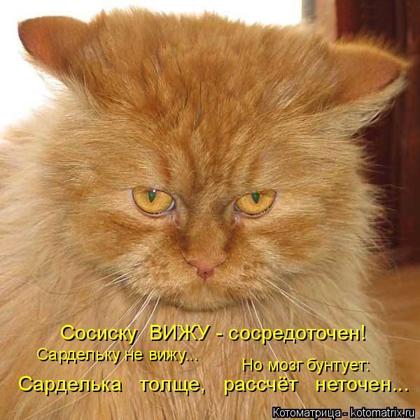 Лучшие котоматрицы недели
