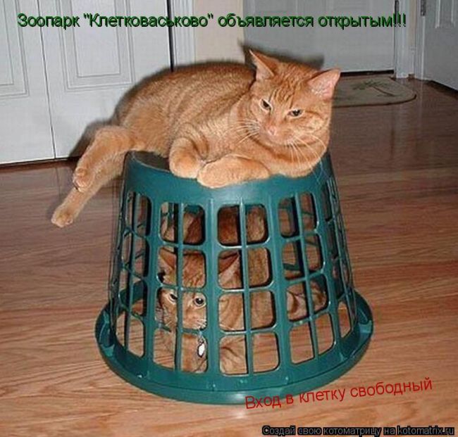 Лучшие котоматрицы недели
