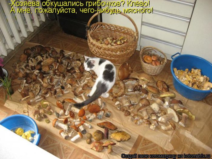Лучшие котоматрицы недели