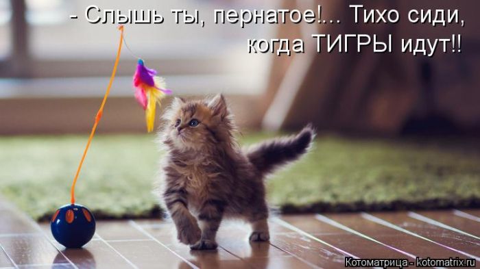 Лучшие котоматрицы недели
