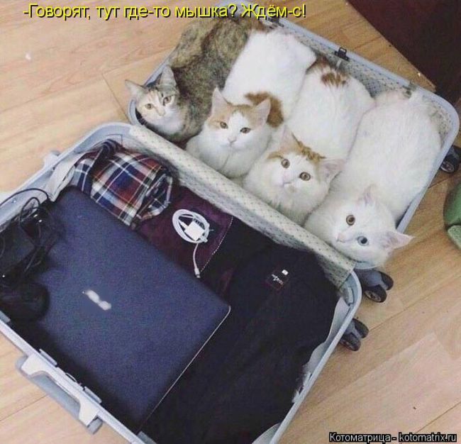 Лучшие котоматрицы недели