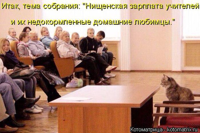 Лучшие котоматрицы недели