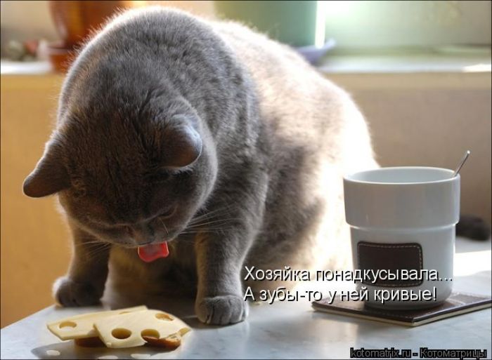 Лучшие котоматрицы недели