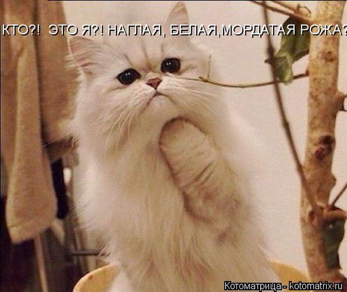 Лучшие котоматрицы недели