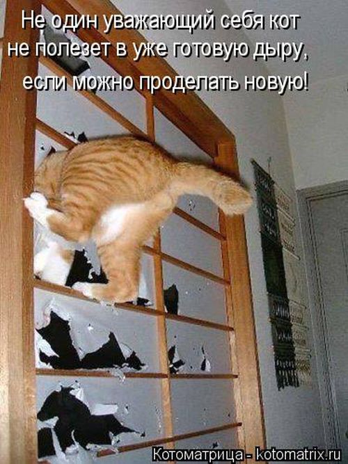 Лучшие котоматрицы недели