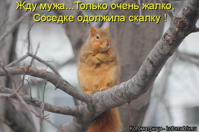 Лучшие котоматрицы недели