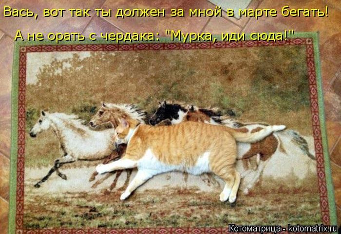 Лучшие котоматрицы недели