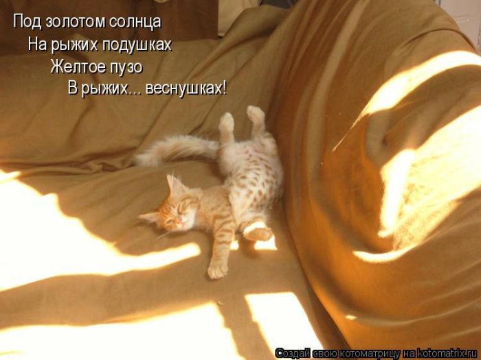 Лучшие котоматрицы недели