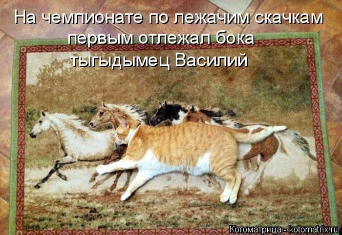 Лучшие котоматрицы недели