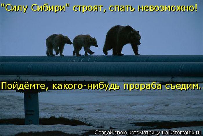 Лучшие котоматрицы недели