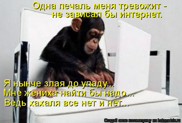Лучшие котоматрицы недели