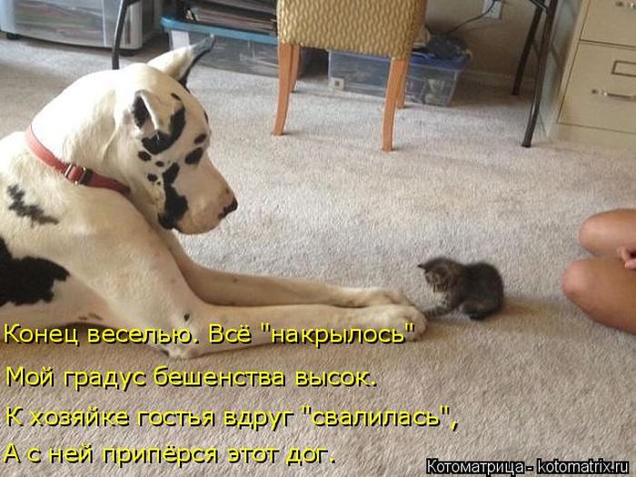 Лучшие котоматрицы недели