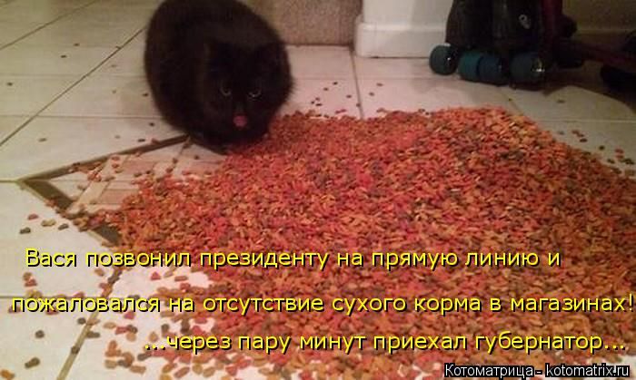 Лучшие котоматрицы недели