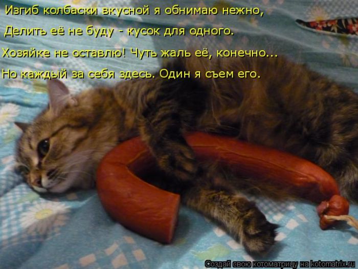 Лучшие котоматрицы недели