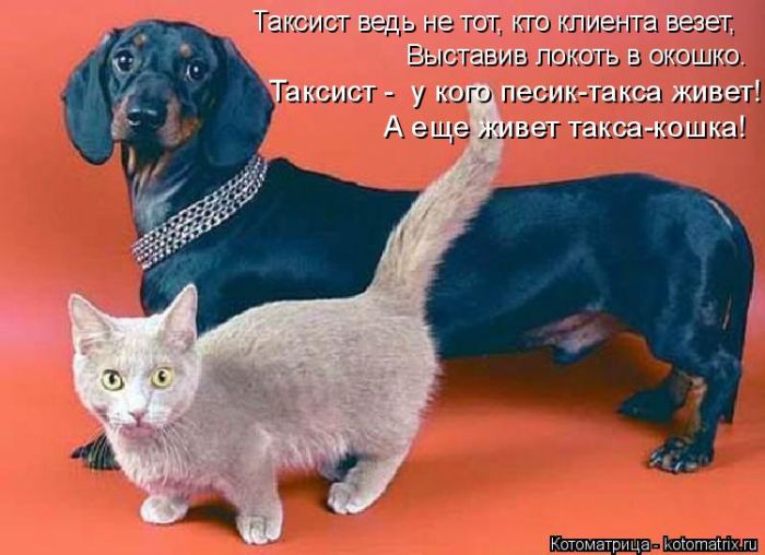 Лучшие котоматрицы недели