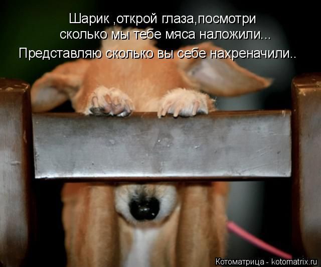 Лучшие котоматрицы недели
