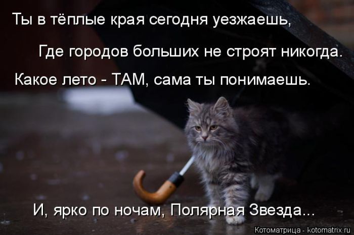 Лучшие котоматрицы недели
