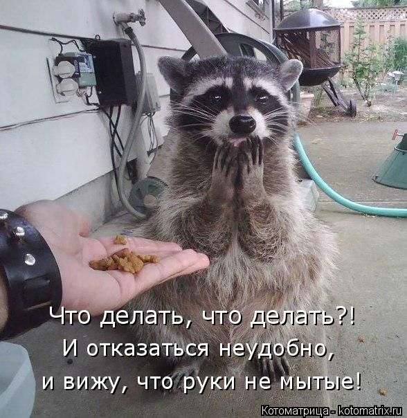 Лучшие котоматрицы недели