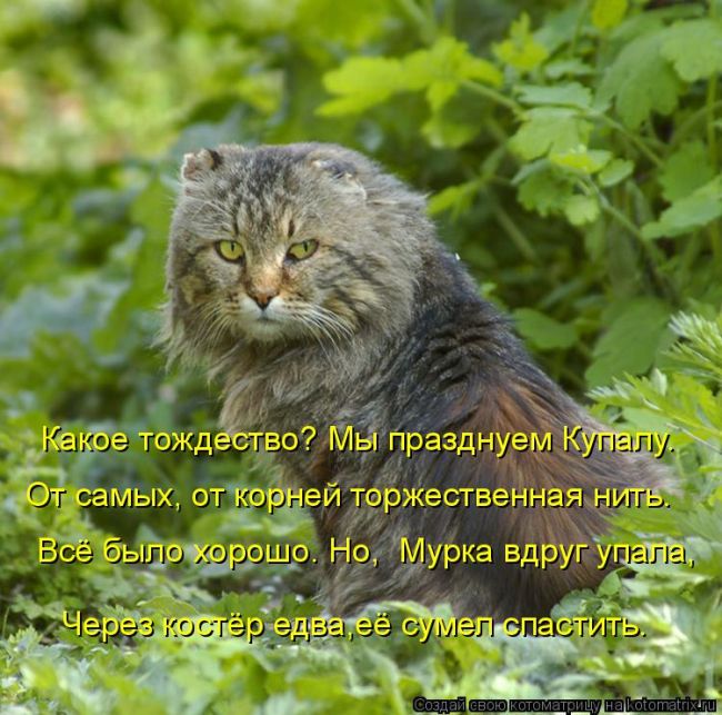 Лучшие котоматрицы недели