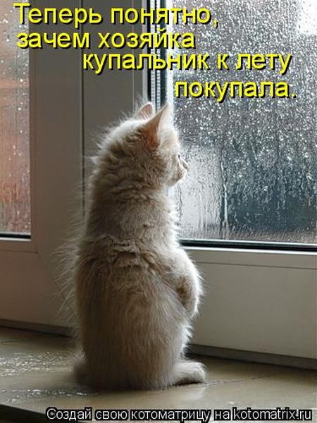 Лучшие котоматрицы недели