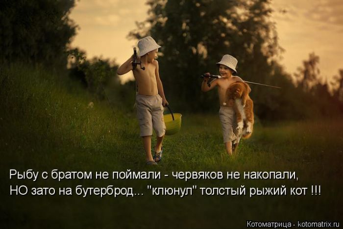 Лучшие котоматрицы недели