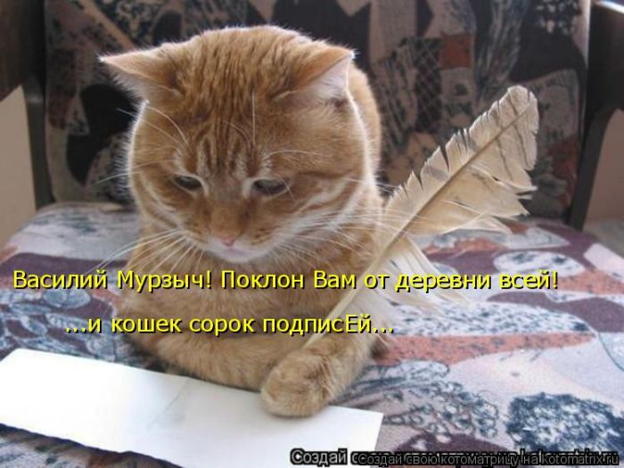 Лучшие котоматрицы недели