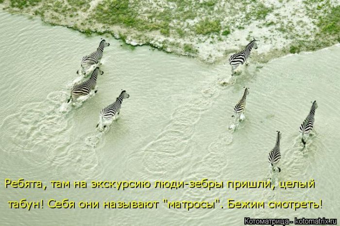 Лучшие котоматрицы недели