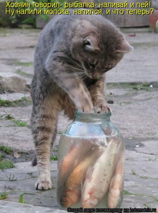 Лучшие котоматрицы недели