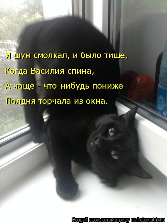 Лучшие котоматрицы недели