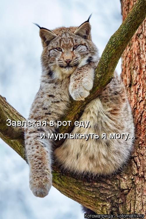 Лучшие котоматрицы недели