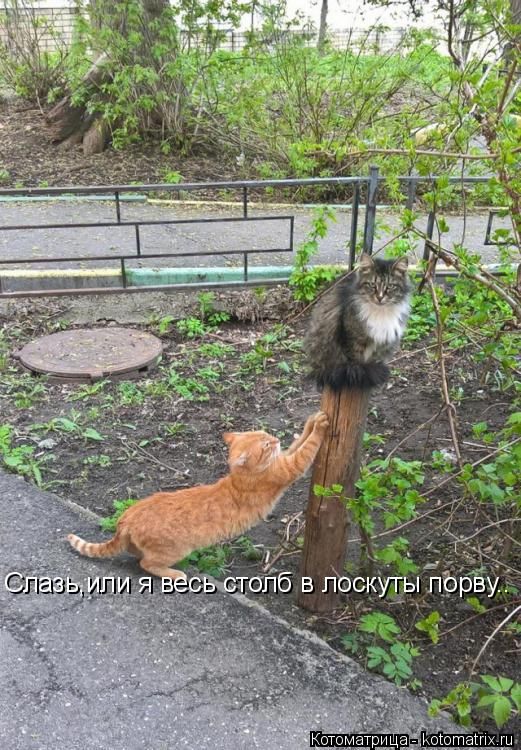 Лучшие котоматрицы недели