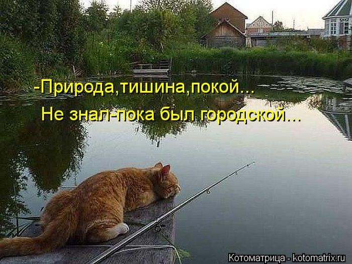 Лучшие котоматрицы недели