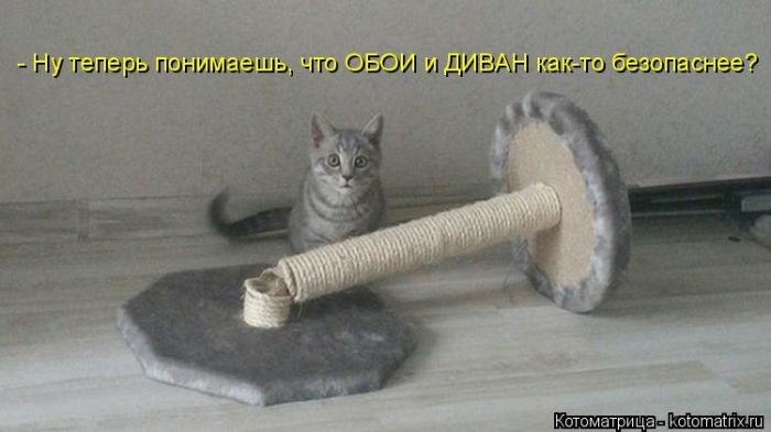 Лучшие котоматрицы недели