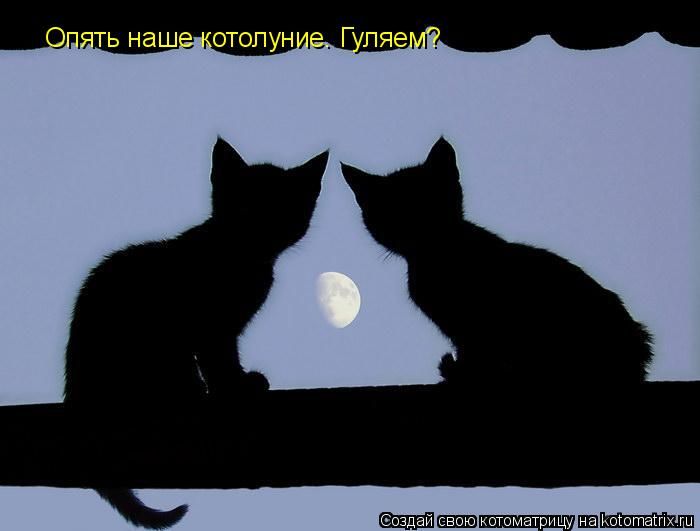Лучшие котоматрицы недели