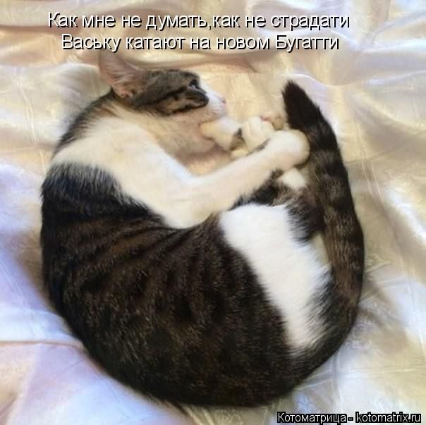 Лучшие котоматрицы недели