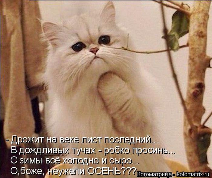 Лучшие котоматрицы недели