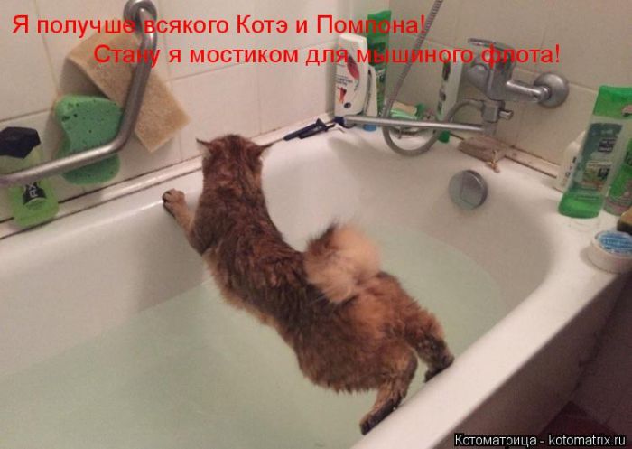 Лучшие котоматрицы недели