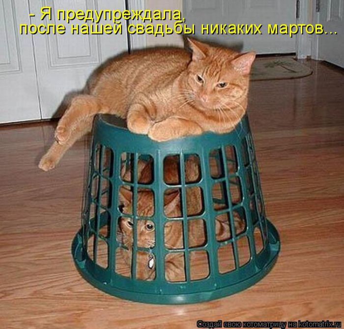 Лучшие котоматрицы недели