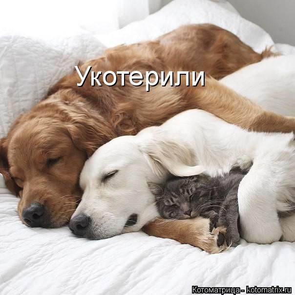 Лучшие котоматрицы недели