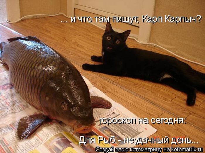 Лучшие котоматрицы недели