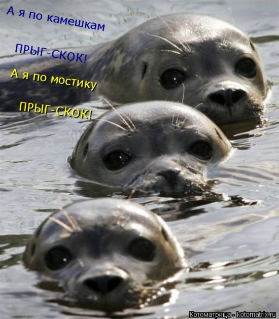 Лучшие котоматрицы недели