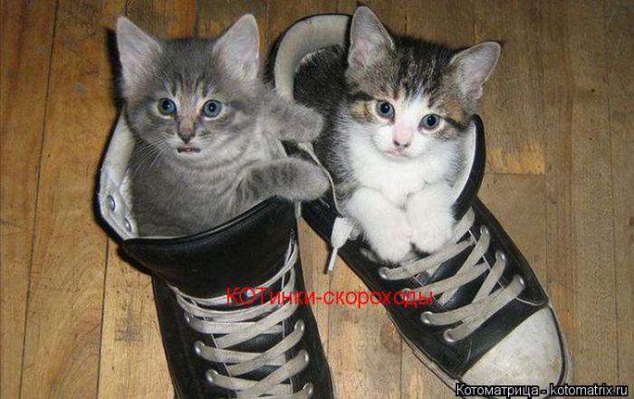 Лучшие котоматрицы недели
