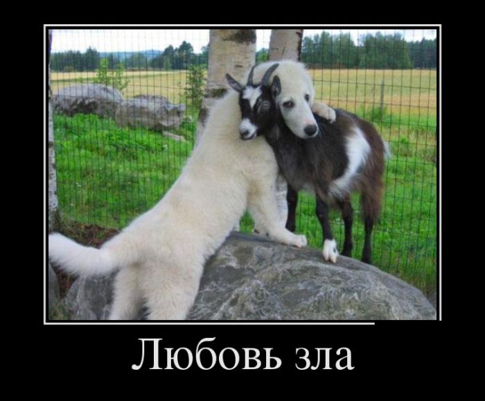 Демотиваторы