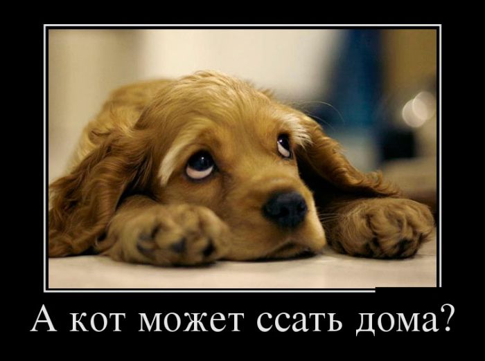 Демотиваторы