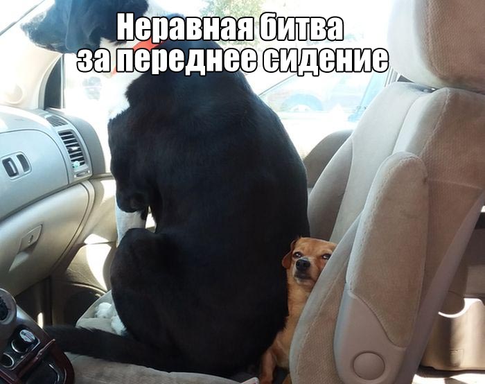 Прикольные картинки