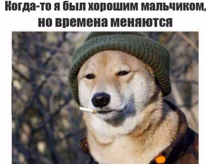 Прикольные картинки