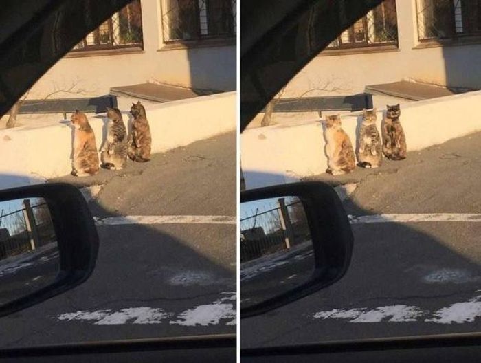 Прикольные картинки